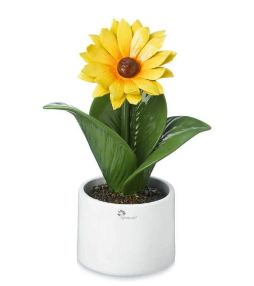 Pianta Girasole