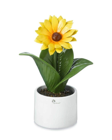 Pianta Girasole