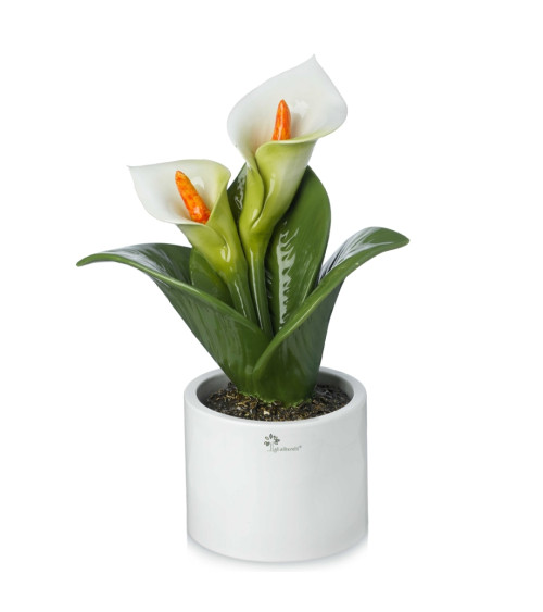 Pianta calla