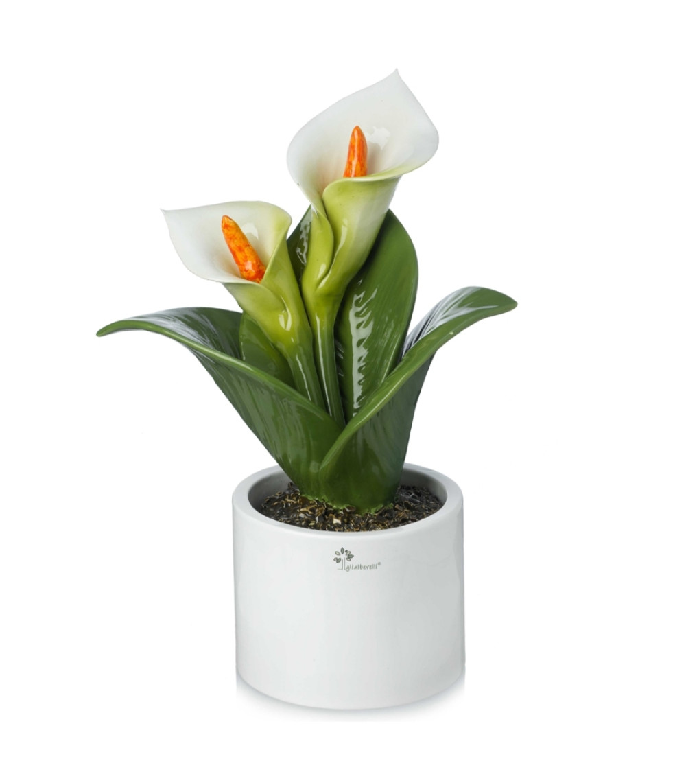 Pianta calla