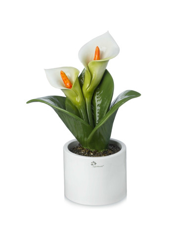 Pianta calla