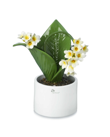 Pianta campanello