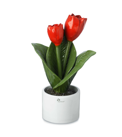 Pianta tulipano