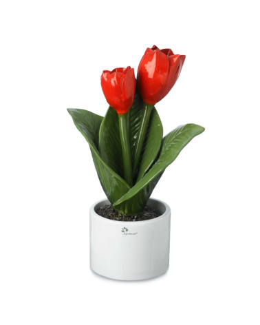 Pianta tulipano
