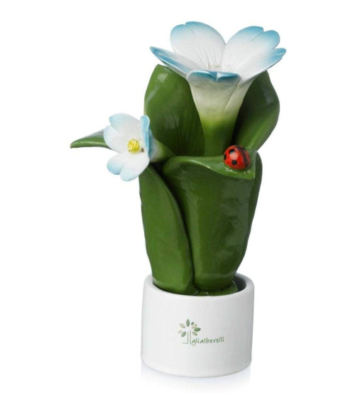 Pianta fiore elleboro