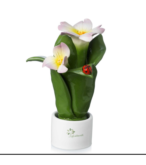 Pianta fiore balsamina
