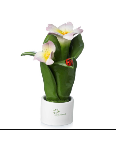 Pianta fiore balsamina