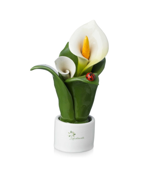Pianta fiore calla