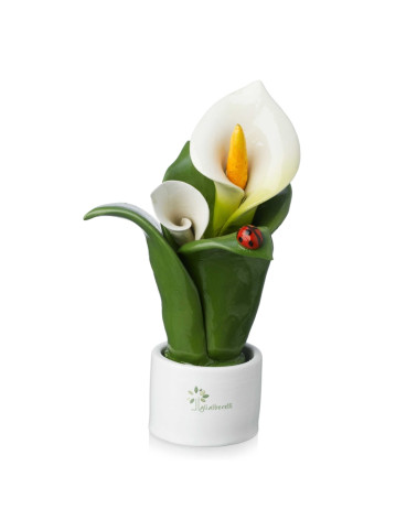 Pianta fiore calla