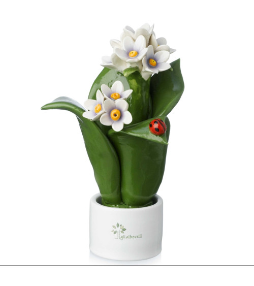 Pianta fiore giacinto