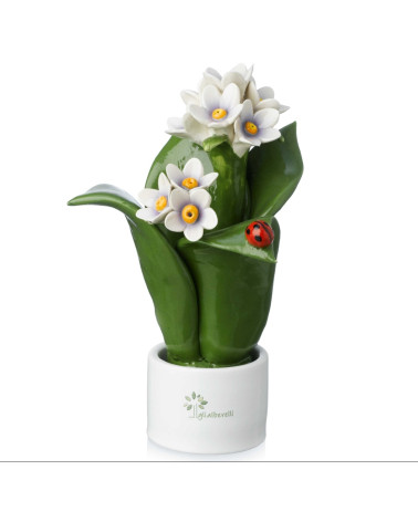 Pianta fiore giacinto