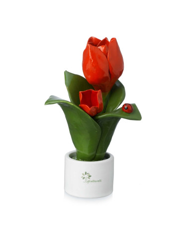Pianta fiore tulipano