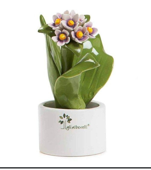 Pianta fiore giacinto