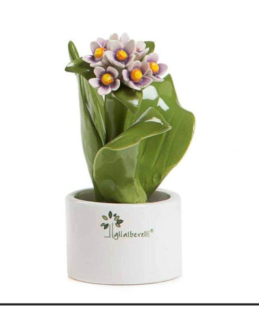 Pianta fiore giacinto