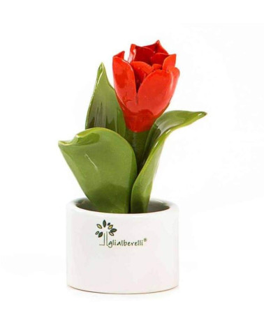 Pianta fiore tulipano
