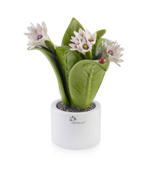 Pianta fiore genziana