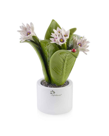 Pianta fiore genziana