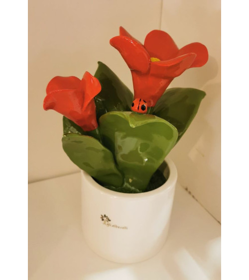 PIANTINA CAMPANULA ROSSA