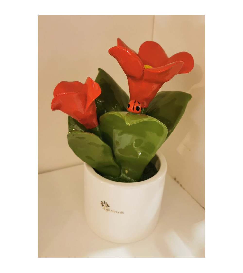PIANTINA CAMPANULA ROSSA