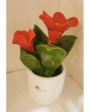 PIANTINA CAMPANULA ROSSA