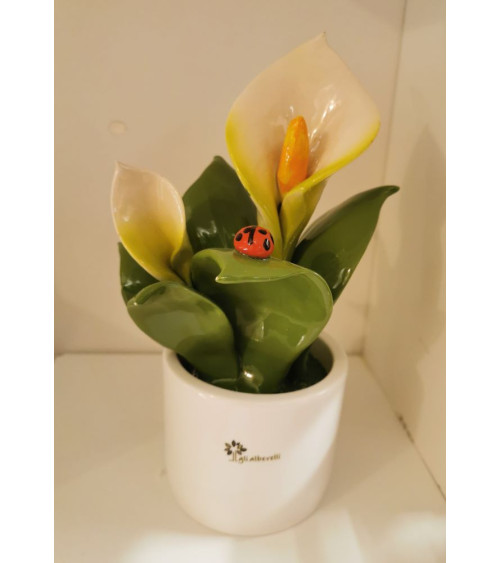 PIANTINA CALLA