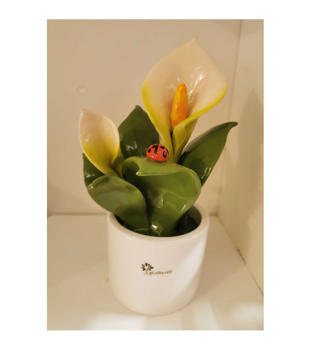 PIANTINA CALLA