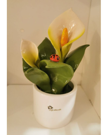 PIANTINA CALLA