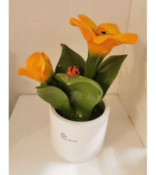 PIANTINA ARANCIO