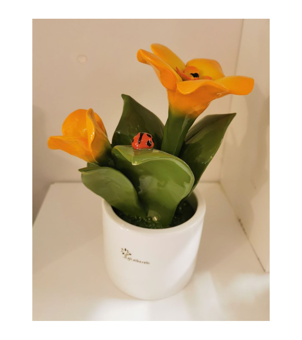 PIANTINA ARANCIO