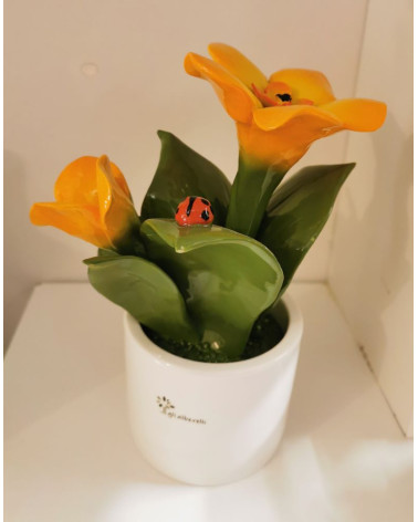 PIANTINA ARANCIO