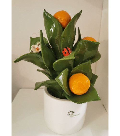 PIANTINA ARANCIO PICCOLA