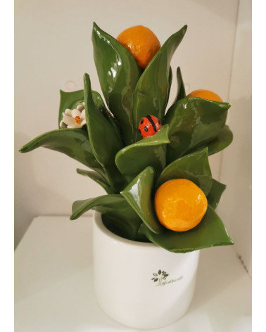 PIANTINA ARANCIO PICCOLA