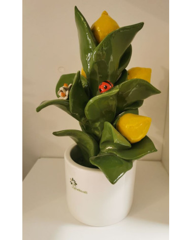 PIANTINA LIMONI