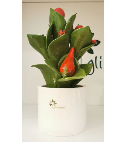 PIANTINA PEPERONCINO