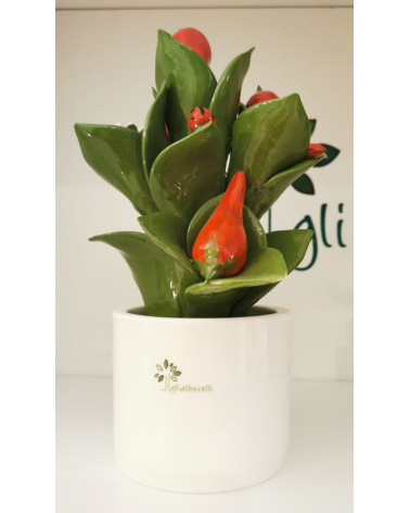 PIANTINA PEPERONCINO