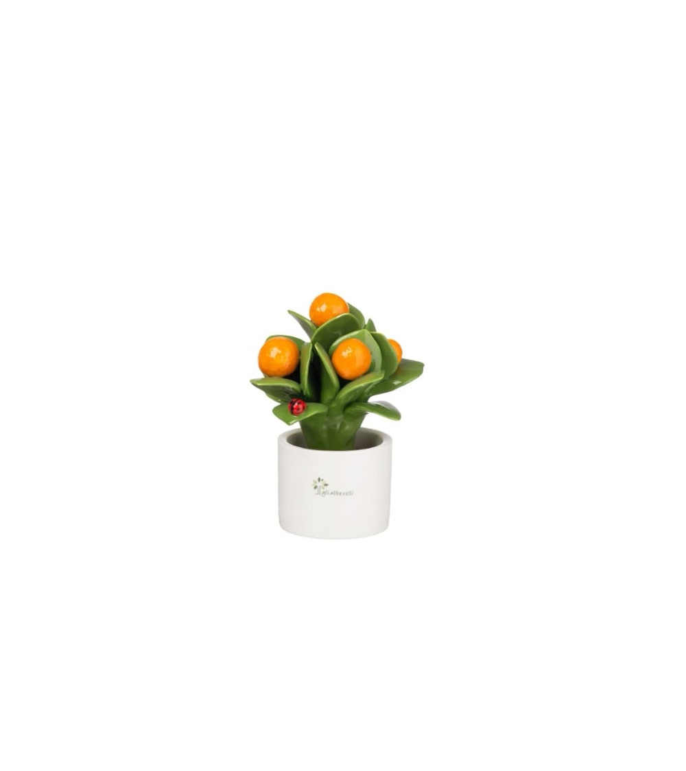 PIANTINA PICCOLA DI ARANCIO
