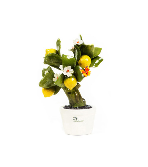 ALBERO LIMONE MEDIO