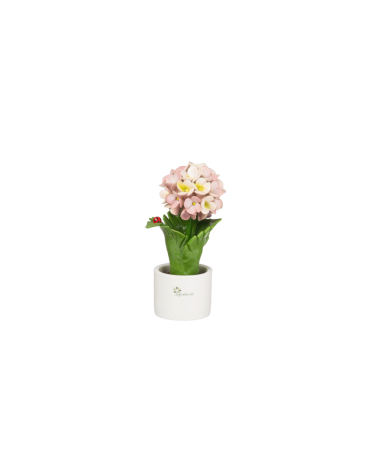 ORTENSIA ROSA