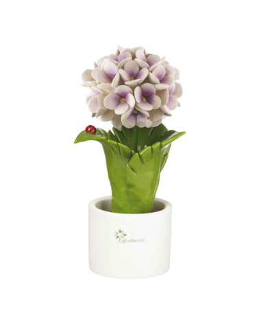 ORTENSIA VIOLA
