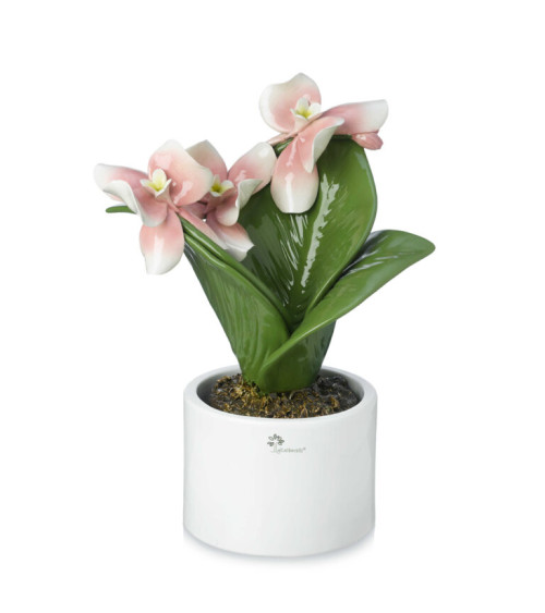PIANTA ORCHIDEA