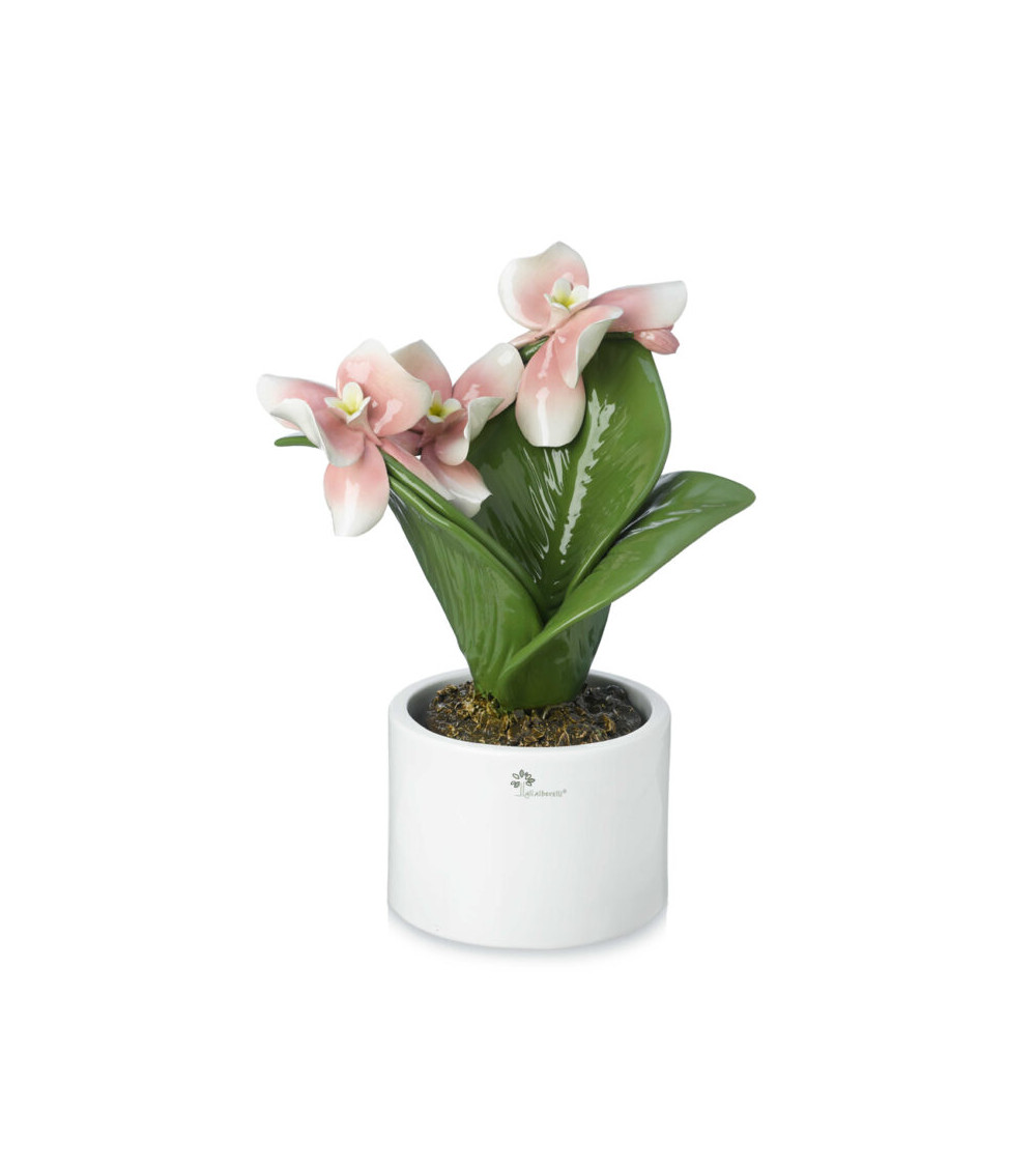 PIANTA ORCHIDEA