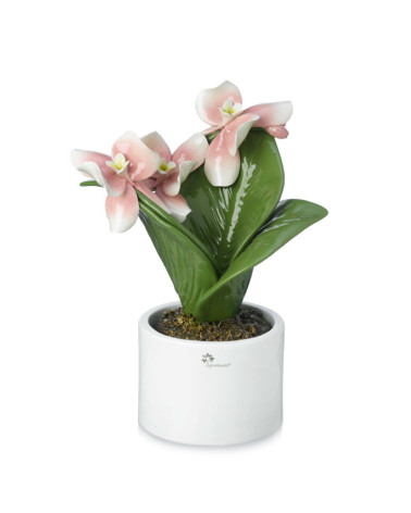 PIANTA ORCHIDEA