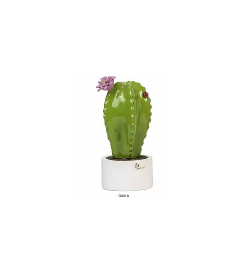 PIANTA GRASSA  ASTROPHYTUM MEDIA