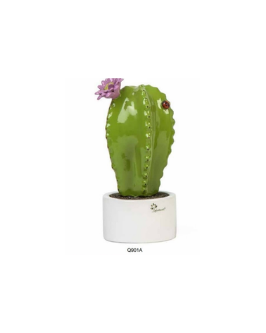 PIANTA GRASSA  ASTROPHYTUM MEDIA
