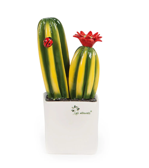 PIANTINA GRASSA  CACTUS
