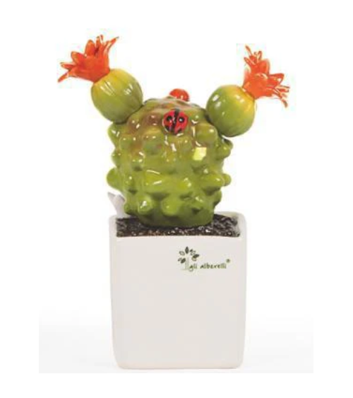 PIANTINA GRASSA MAMMILLARIA