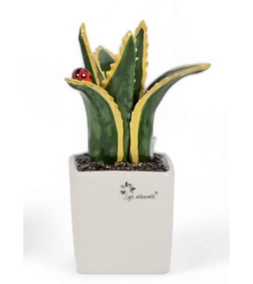 PIANTINA GRASSA AGAVE