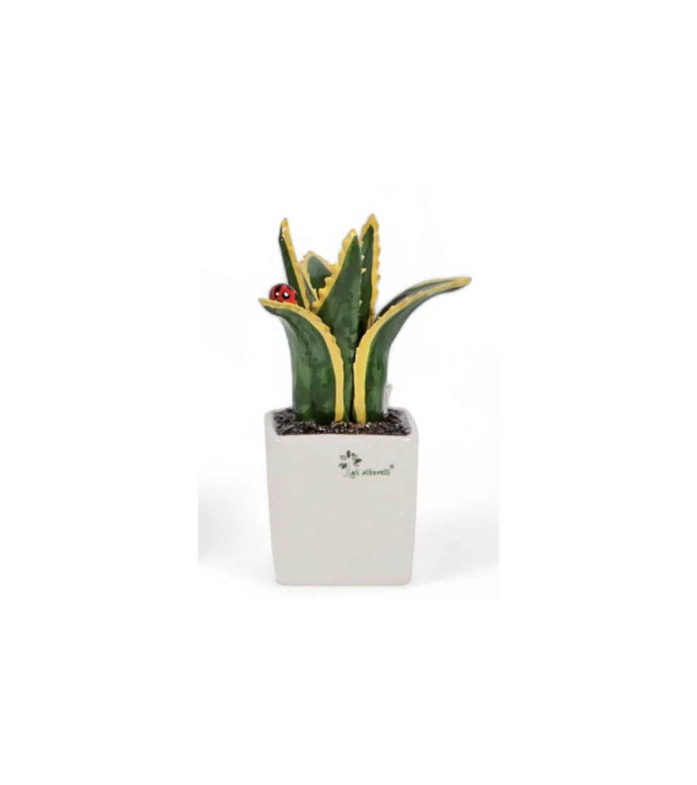 PIANTINA GRASSA AGAVE
