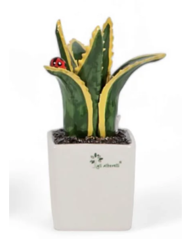 PIANTINA GRASSA AGAVE