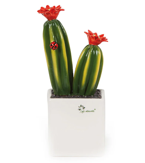 PIANTA GRASSA MEDIA CACTUS